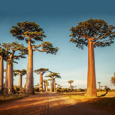 Actif naturel Baobab